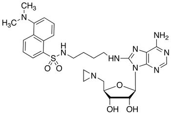 8-Amino[1”-(N”-dansyl)-4”-aminobutyl]-5’-(1-aziridinyl)-5’-deoxy Adenosine